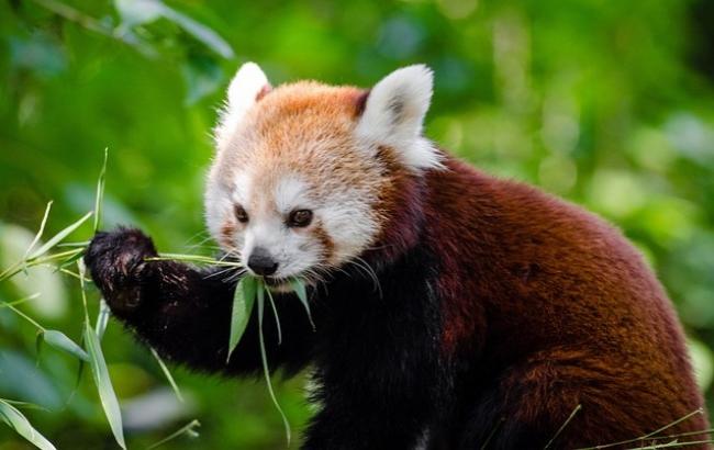 Красная панда "вошла в образ" и попыталась напугать камень