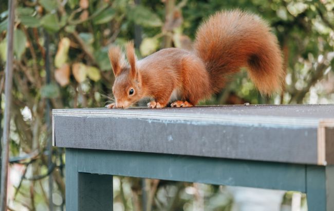 В Украине начался белкопад. Людей просят спасать животных