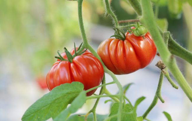 Почему на грядках чернеют помидоры и можно ли их спасти