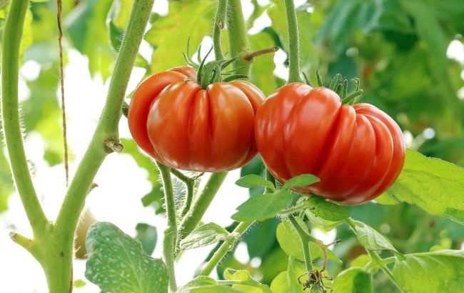 Как собрать и хранить семена помидоров, чтобы они потом дали наилучший урожай