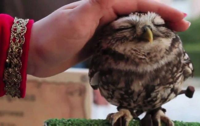 Гладь меня полностью: звериная видеотерапия