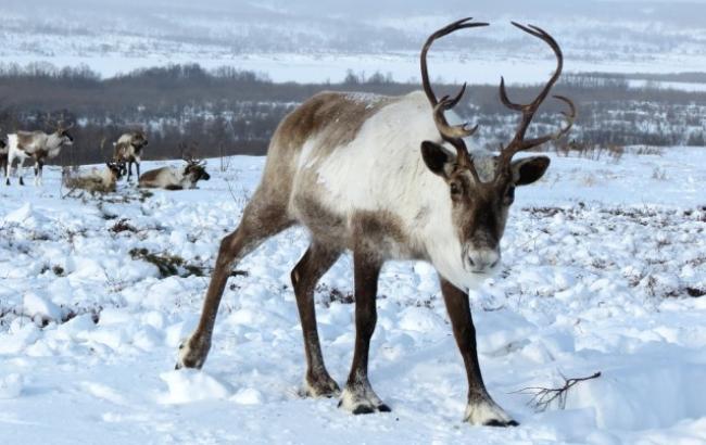 В Казахстане животные от лютого холода замерзают на бегу (видео)