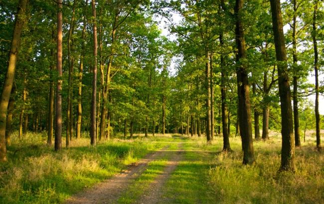 В Україні з'явиться перший швидкорослий ліс