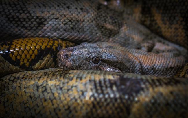 Во Львовской области 13-летнего подростка укусила ядовитая змея