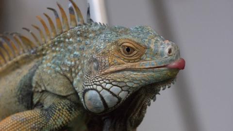 У Львові біля смітника знайшли екзотичну ігуану