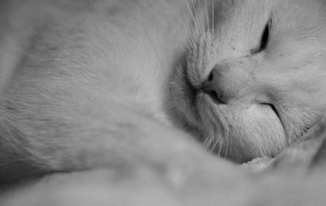 В сети восторгаются котом, который обожает обниматься