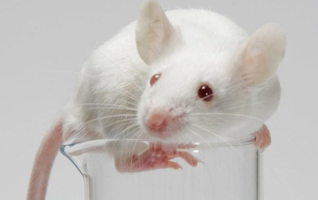 Впервые в мире представлен искусственный мозг, который поможет в лечении психических болезней