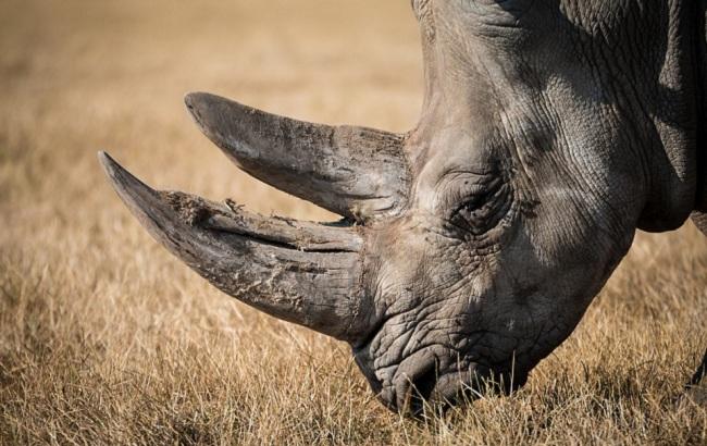 Шокирующие кадры: носорог набросился на внедорожник и расколотил авто (видео)