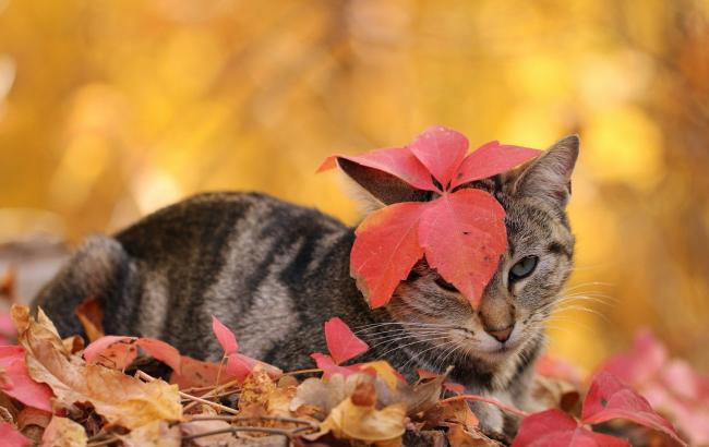 Погода на сегодня: на большей части Украины без осадков, температура до +25