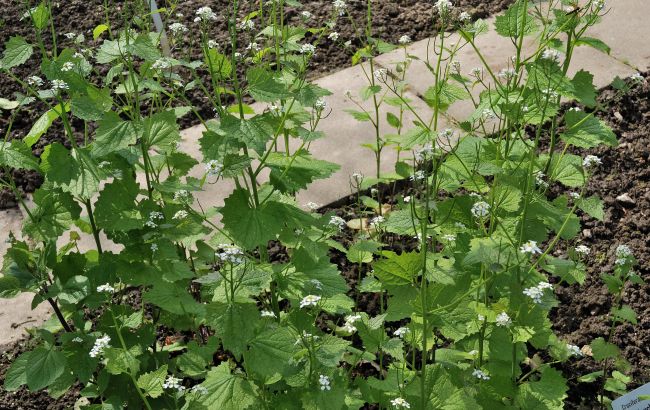 Похожа на сорняк. Названа специя, которая будет омолаживать организм и излечит от болезней