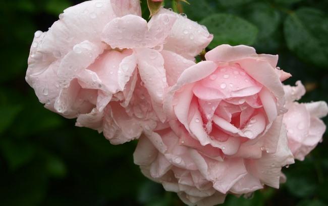 Дощі та грози: синоптик дала прогноз на 8 та 9 травня