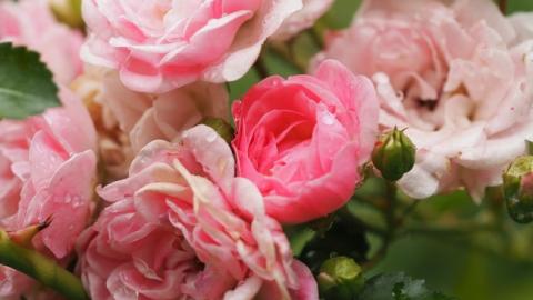 Циклон: синоптик дала прогноз на останній день червня