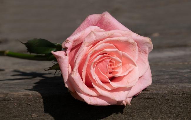 Обсыпал лепестками роз: полиция задержала "романтичного" грабителя (фото)