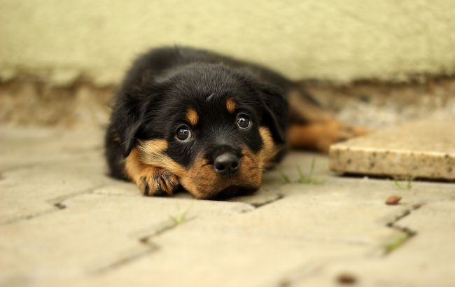 Эти 7 пород собак признаны самыми злыми в мире: фото и описание