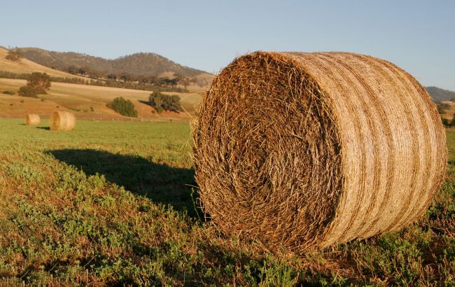 В Луганской обл. мирный житель подорвался на мине, еще двое ранены, - ЛНР