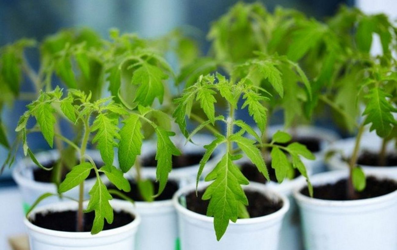 Хилая рассада помидор что делать. Tomato seedlings. Болезни рассады Томато. Рассада томатов. Болезни сеянцев рассады томатов.