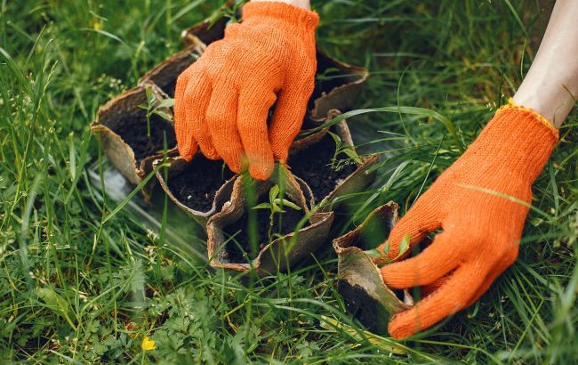Забудьте про хімію: експерти назвали простий метод, який назавжди знищить бур'яни на газоні