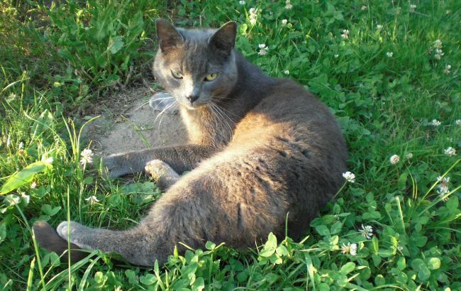 Хмари і дощі: синоптики засмутили українців прогнозом на неділю