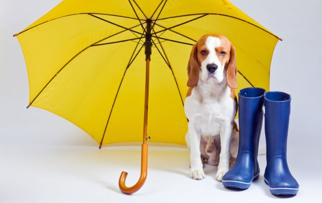 Погода на сегодня: на всей территории Украины дожди, температура до +14