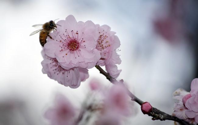 В Коломые вандалы уничтожили аллею сакур