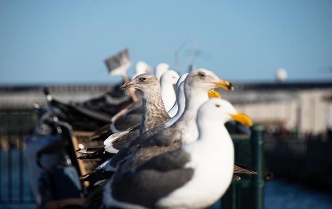Сеть рассмешило видео, на котором мужчина обманул голодных чаек