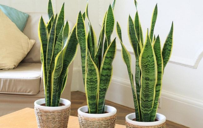 Медики назвали найкращі кімнатні рослини для очищення повітря в приміщеннях