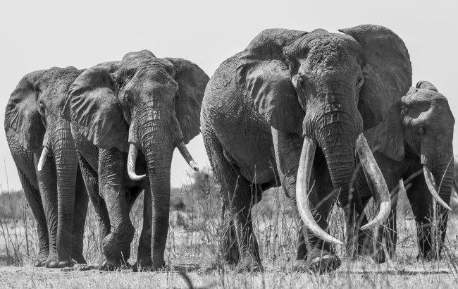 В Африці був убитий один з найстаріших слонів на Землі