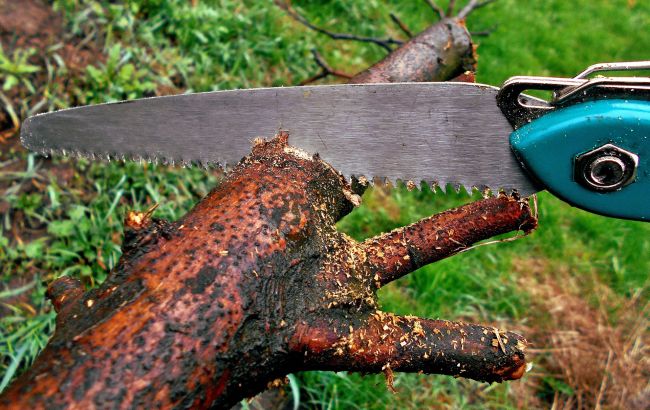 Готовимся обрезать деревья: как это увеличит урожай и оздоровит растения