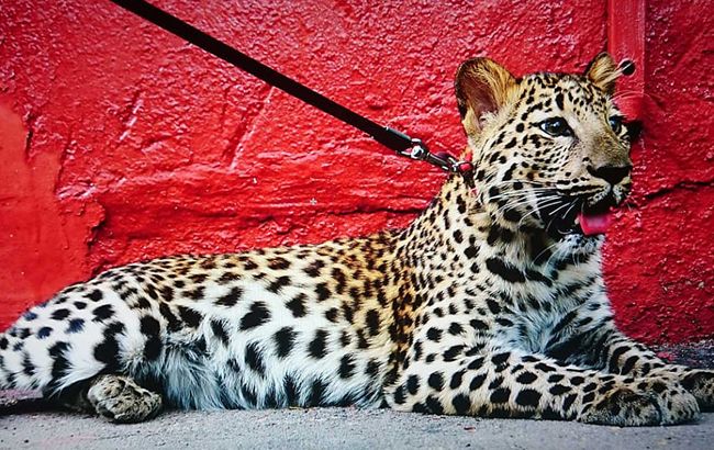 Мужчина гулял с леопардом по улицам Киева: появились фото