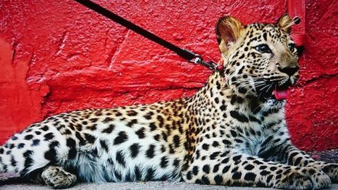 В центре Киева снова заметили леопарда: хищника сняли на видео