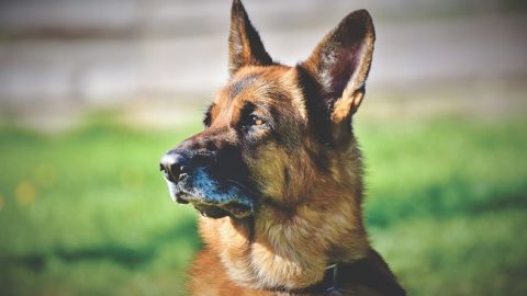 Привела прямо до дитини: зниклу в лісі під Миколаєвом дівчинку знайшла собака