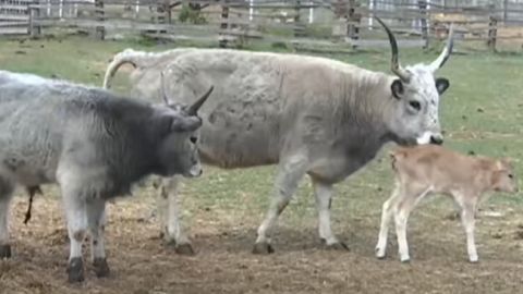 В закрытом на карантин винницком зоопарке небывалый рекорд рождаемости (видео)