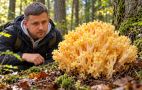 "Дідова борода" в українських лісах: чим особливі "оленячі ріжки" і де шукати такі гриби