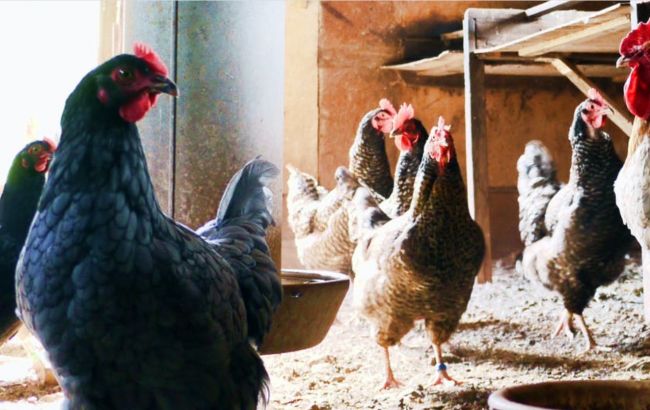 В РФ заявили о первых случаях заражения людей новым птичьим гриппом