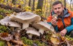 Рядовка дымчатая: деликатес или скрытая опасность? Почему в Европе советуют отказаться от этого гриба
