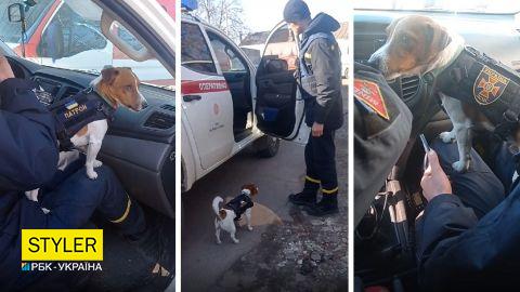 В ДСНС показали роботу свого талісмана - пса Патрона, який знешкодив 90 мін з початку війни