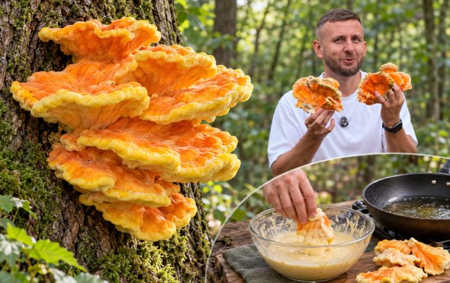 Трутовик сірчано-жовтий: як знайти в лісі гриб, схожий на куряче м'ясо, і правильно його приготувати