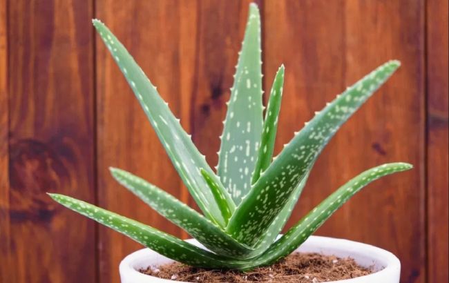 Домашний секрет молодости: этот комнатный цветок может замедлить процессы старения