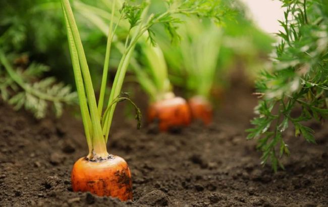 Чим підгодувати моркву, щоб отримати багатий урожай: народні засоби