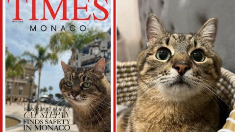 Кот Степан стал лицом обложки журнала Times Monaco: милые фото