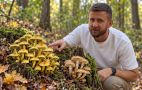 Опасный "двойник" опят: как распознать ядовитый гриб среди съедобных видов