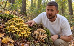 Небезпечний "двійник" опеньків: як розпізнати отруйний гриб серед їстівних видів