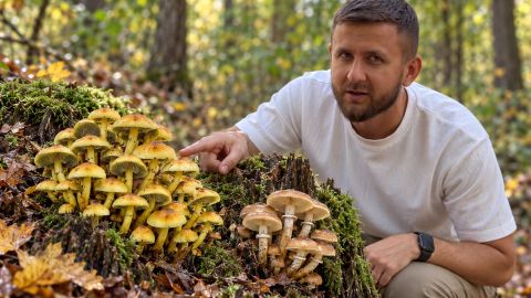 Опасный "двойник" опят: как распознать ядовитый гриб среди съедобных видов