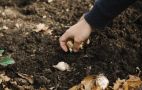 Час садити часник: коли це робити восени і на яку глибину закопувати зубчики