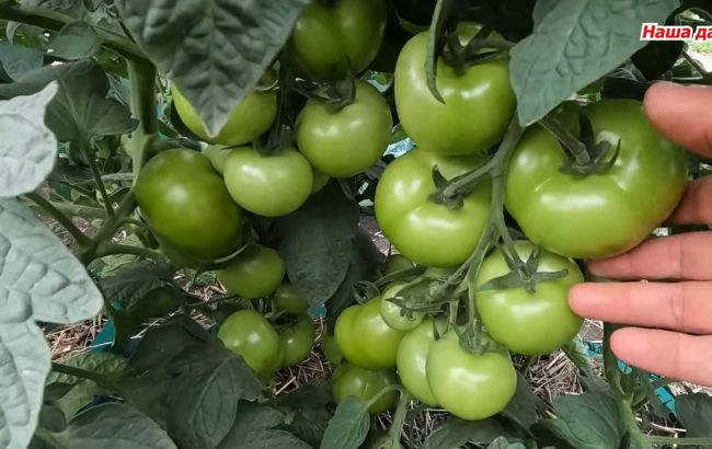 Плоди томатів наливаються на очах після цього підживлення: дачник розкрив свій метод