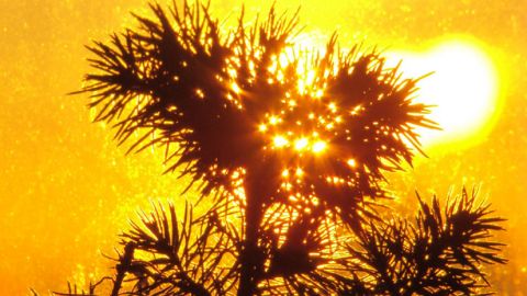 Антициклон несет в Украину потепление: Диденко дала прогноз