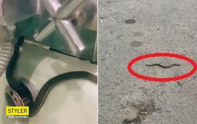 Новина про те, що жителів Рівного "тероризують" змії, виявилась фейком (оновлено)