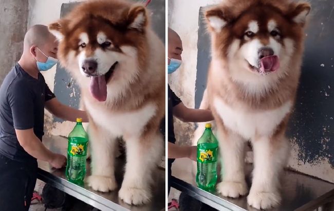 Це не може бути правдою! Відео з гігантським собакою дивує всіх