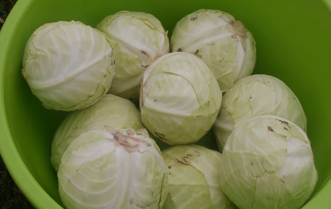 Квашена капуста цілими головками: рецепт українських крижівок