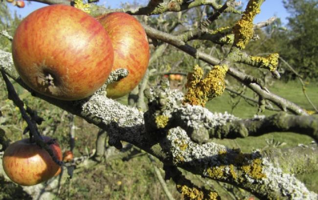 Сажистый грибок, лишайники и мох: как избавиться от болезней плодовых деревьев